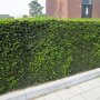 Taxushaag (Taxus baccata) haag